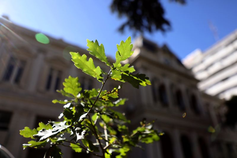 La UNLP plantó un árbol en honor a su fundación