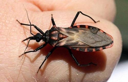 Por una provincia sin Chagas, por una Argentina sin Chagas