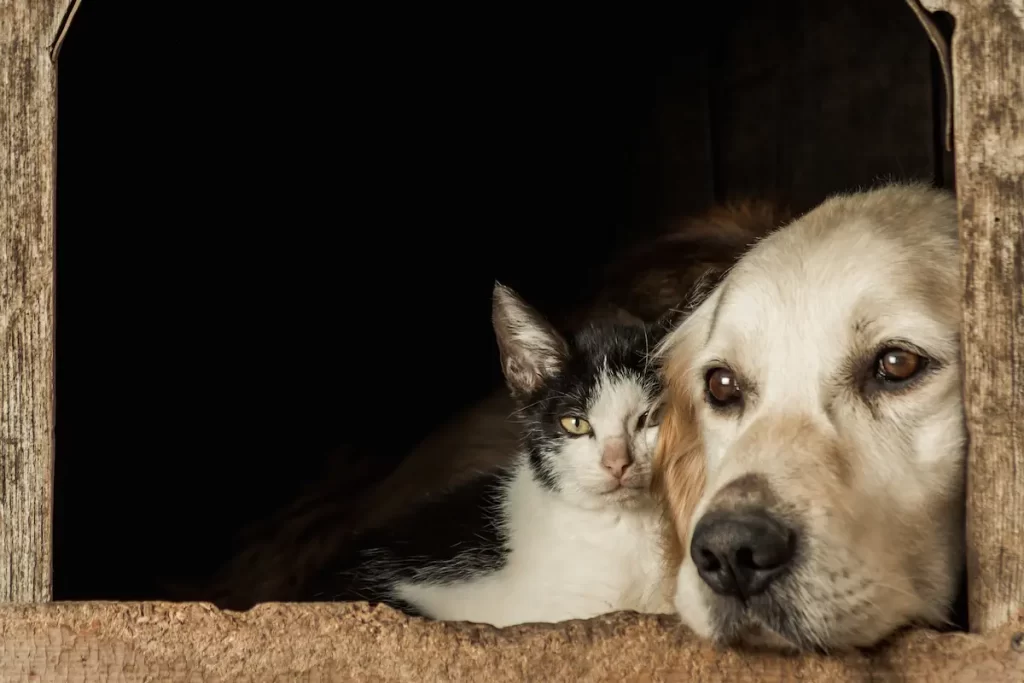 Solidaridad Pincharrata: Colecta de alimentos para perros y gatos en la previa del partido