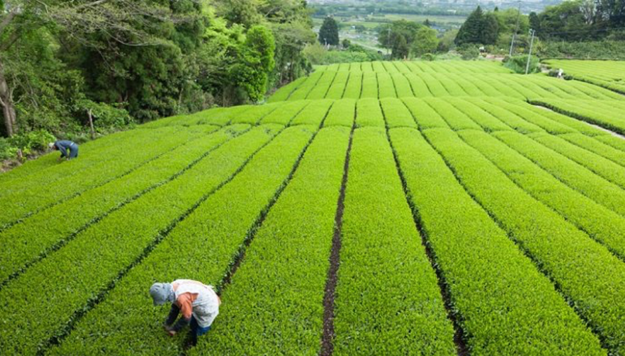 África impulsa la agricultura a pequeña escala con energías renovables: más productividad y seguridad alimentaria