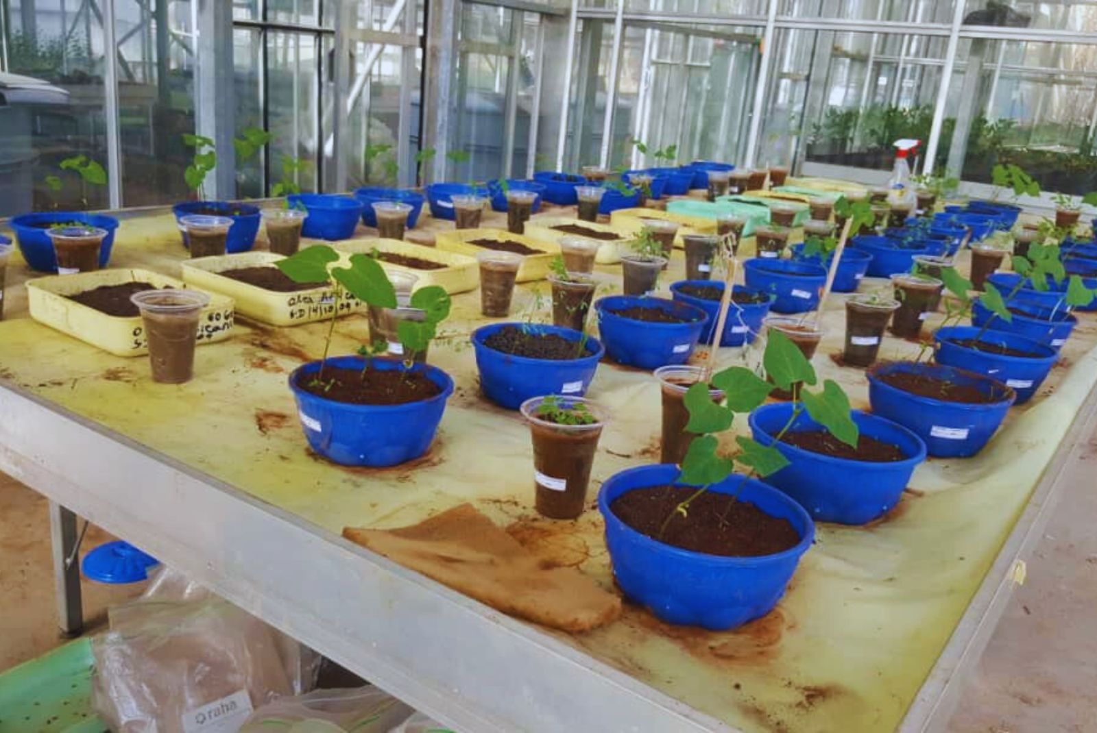 Científicos del CONICET desarrollan un biofertilizante de última generación para soja mediante edición genética: promesa de mayor productividad y sustentabilidad