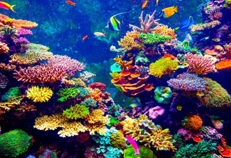 Calor mortal: la Gran Barrera de Coral enfrenta su crisis ambiental más grave