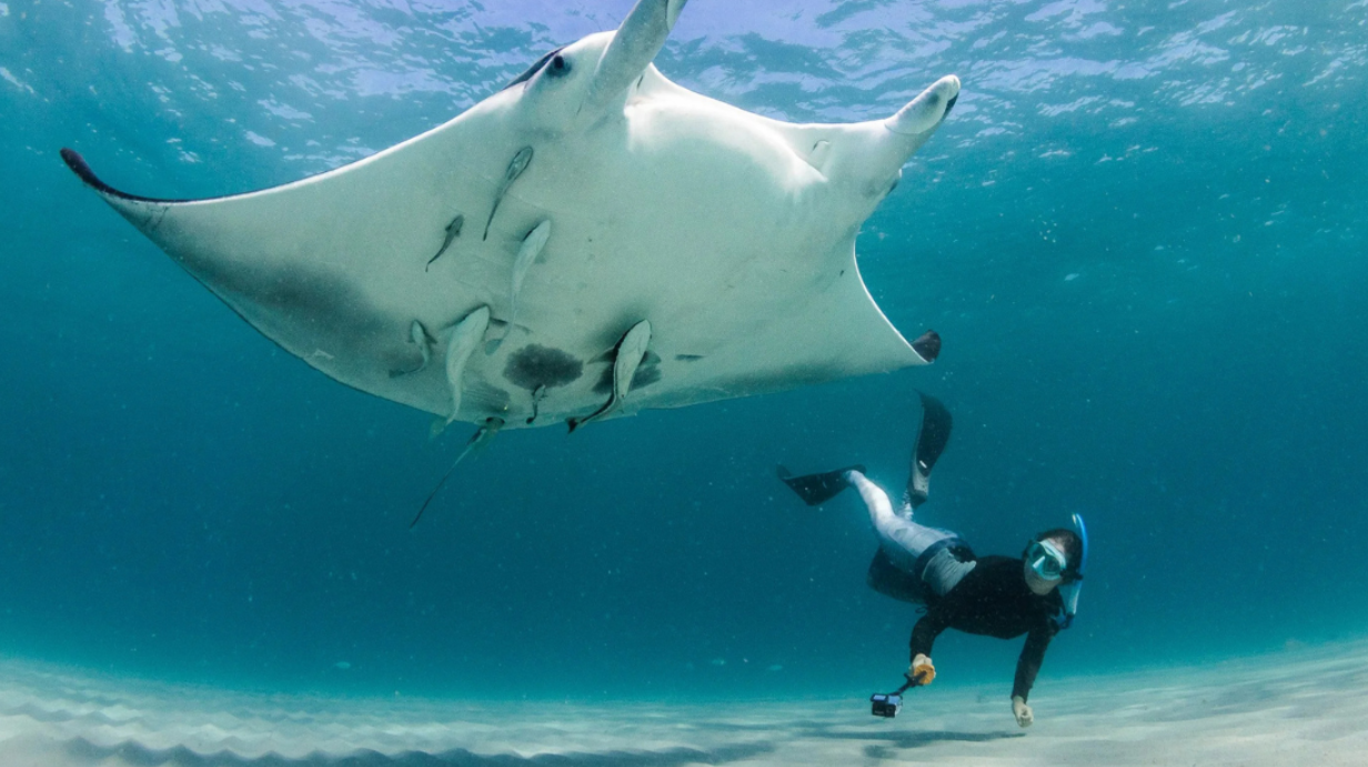 Científicos descubren una nueva especie de mantarraya en el Atlántico: los detalles