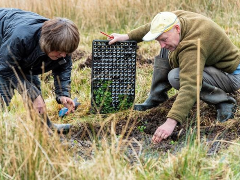 Un éxito ambiental sin precedentes: Natural England lidera la recuperación de especies en declive