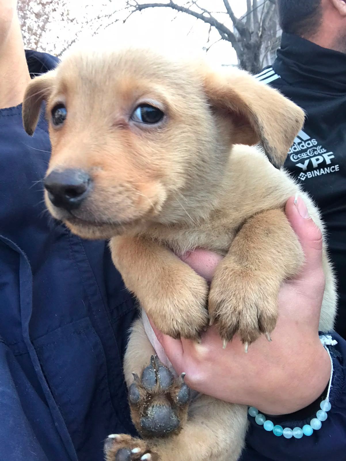 Rescatan cuatro perros en un operativo por presunto maltrato animal en una vivienda de La Plata