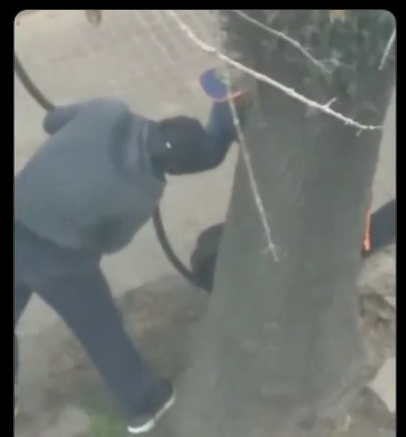 Con un cuchillo y a plena luz del día: vecinos filmaron a dos hombres robando cables de alta tensión en La Plata