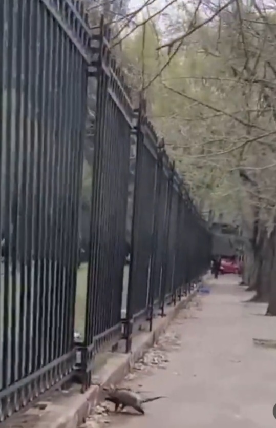 La Plata: filmaron a una comadreja entrando al predio de Odontología en el Bosque
